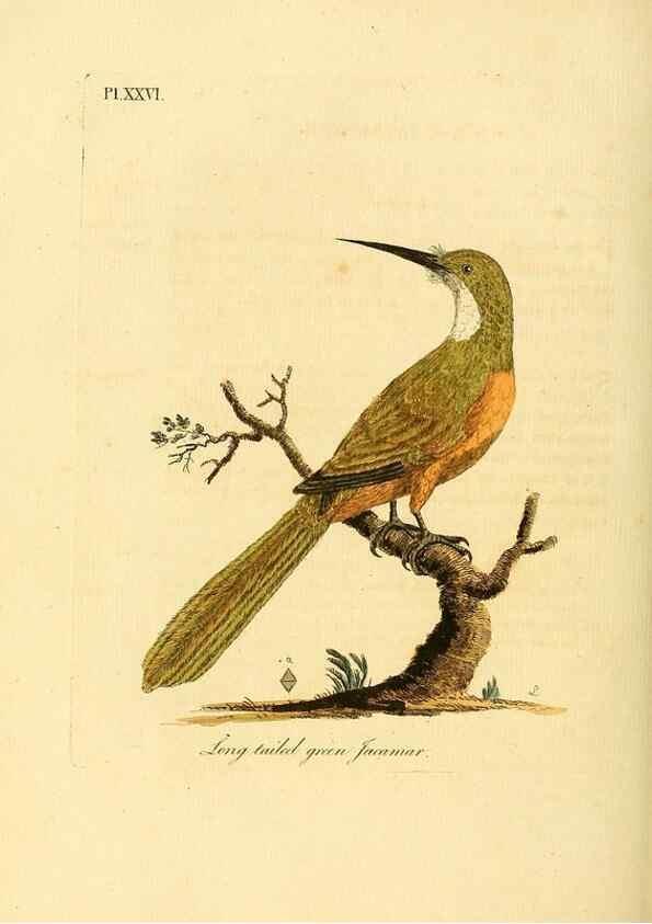 Reproducción/Reproduction 49756839767: A general synopsis of birds.. London :Printed for Benj. White,1781-1785.. 