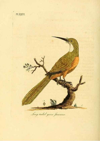 Reproducción/Reproduction 49756839767: A general synopsis of birds.. London :Printed for Benj. White,1781-1785.. 