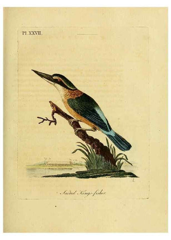 Reproducción/Reproduction 49755978183: A general synopsis of birds.. London :Printed for Benj. White,1781-1785.. 