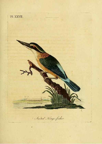 Reproducción/Reproduction 49755978183: A general synopsis of birds.. London :Printed for Benj. White,1781-1785.. 