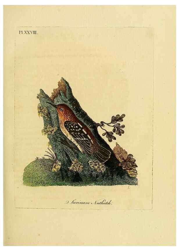 Reproducción/Reproduction 49756840157: A general synopsis of birds.. London :Printed for Benj. White,1781-1785.. 
