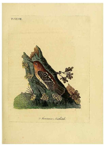 Reproducción/Reproduction 49756840157: A general synopsis of birds.. London :Printed for Benj. White,1781-1785.. 