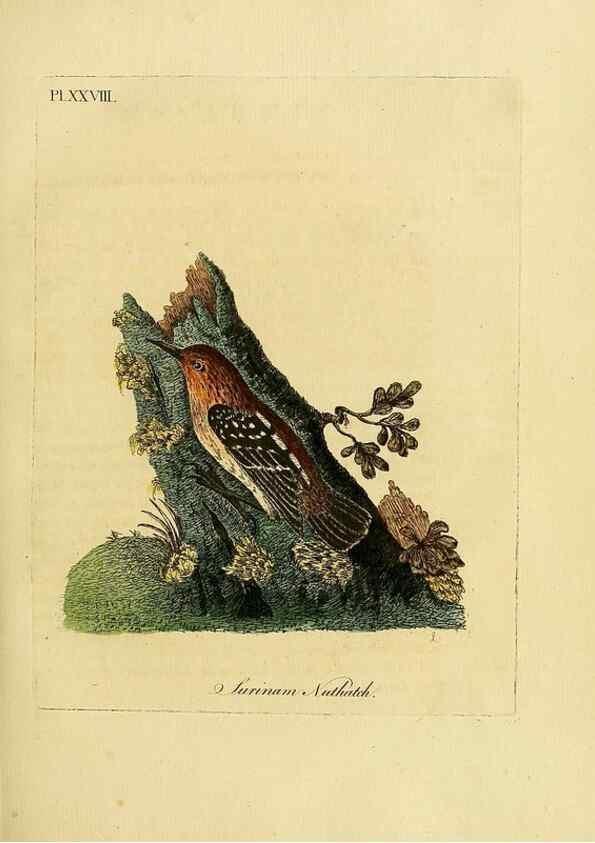 Reproducción/Reproduction 49756840157: A general synopsis of birds.. London :Printed for Benj. White,1781-1785.. 