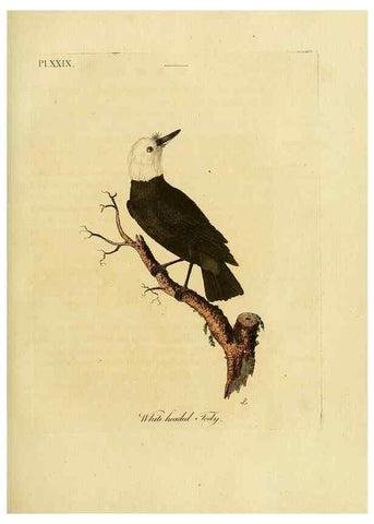 Reproducción/Reproduction 49756506026: A general synopsis of birds.. London :Printed for Benj. White,1781-1785.. 