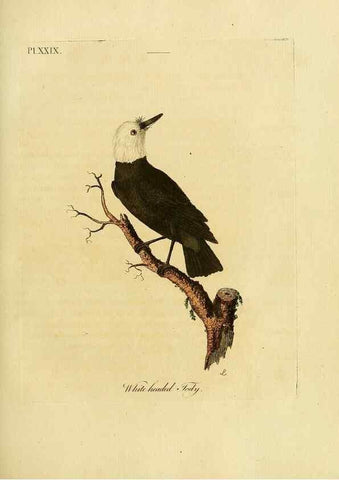 Reproducción/Reproduction 49756506026: A general synopsis of birds.. London :Printed for Benj. White,1781-1785.. 
