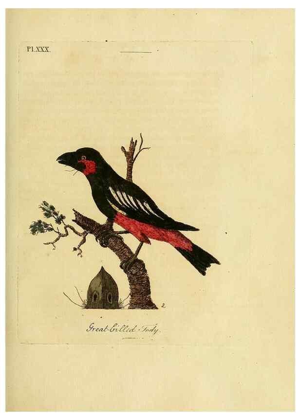 Reproducción/Reproduction 49755978733: A general synopsis of birds.. London :Printed for Benj. White,1781-1785.. 