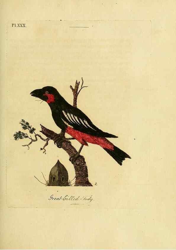 Reproducción/Reproduction 49755978733: A general synopsis of birds.. London :Printed for Benj. White,1781-1785.. 