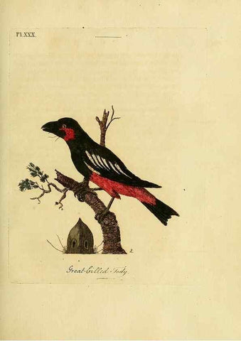 Reproducción/Reproduction 49755978733: A general synopsis of birds.. London :Printed for Benj. White,1781-1785.. 