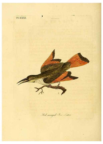 Reproducción/Reproduction 49756506366: A general synopsis of birds.. London :Printed for Benj. White,1781-1785.. 