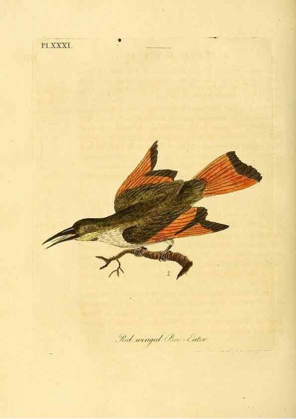 Reproducción/Reproduction 49756506366: A general synopsis of birds.. London :Printed for Benj. White,1781-1785.. 
