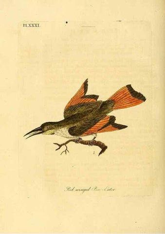 Reproducción/Reproduction 49756506366: A general synopsis of birds.. London :Printed for Benj. White,1781-1785.. 