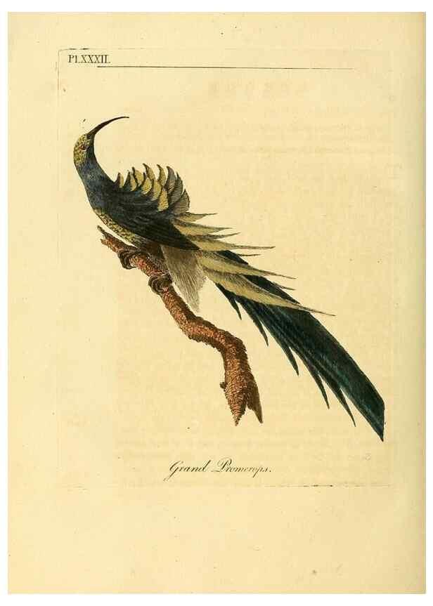 Reproducción/Reproduction 49756840997: A general synopsis of birds.. London :Printed for Benj. White,1781-1785.. 