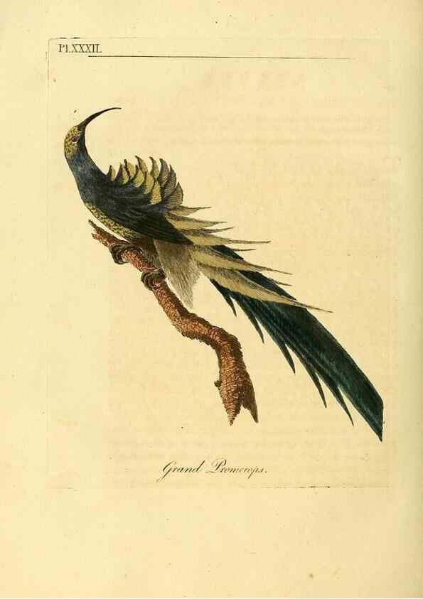 Reproducción/Reproduction 49756840997: A general synopsis of birds.. London :Printed for Benj. White,1781-1785.. 