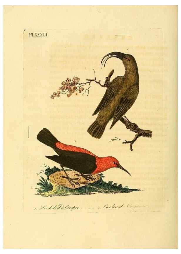 Reproducción/Reproduction 49756841152: A general synopsis of birds.. London :Printed for Benj. White,1781-1785.. 