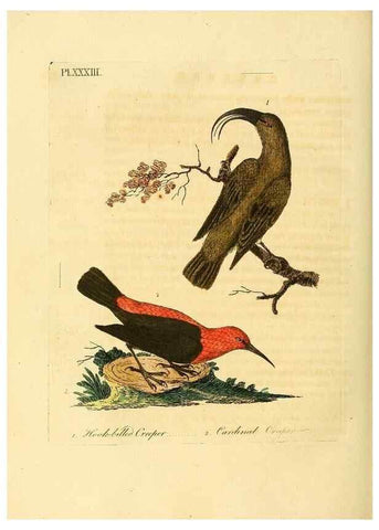 Reproducción/Reproduction 49756841152: A general synopsis of birds.. London :Printed for Benj. White,1781-1785.. 