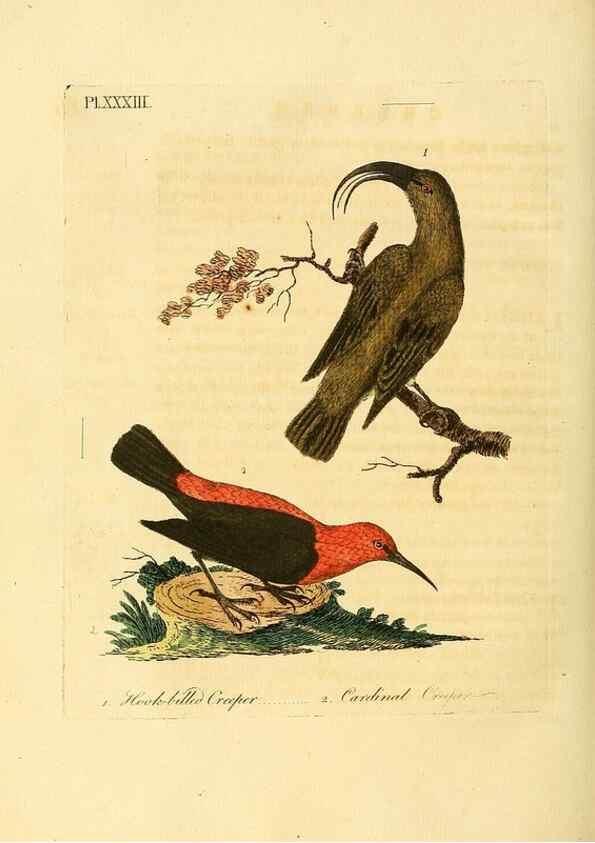 Reproducción/Reproduction 49756841152: A general synopsis of birds.. London :Printed for Benj. White,1781-1785.. 