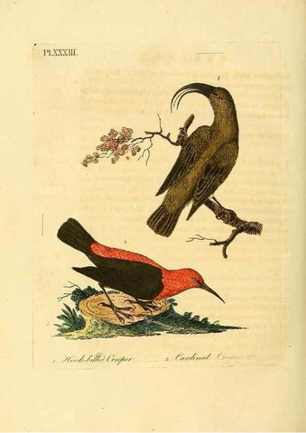 Reproducción/Reproduction 49756841152: A general synopsis of birds.. London :Printed for Benj. White,1781-1785.. 