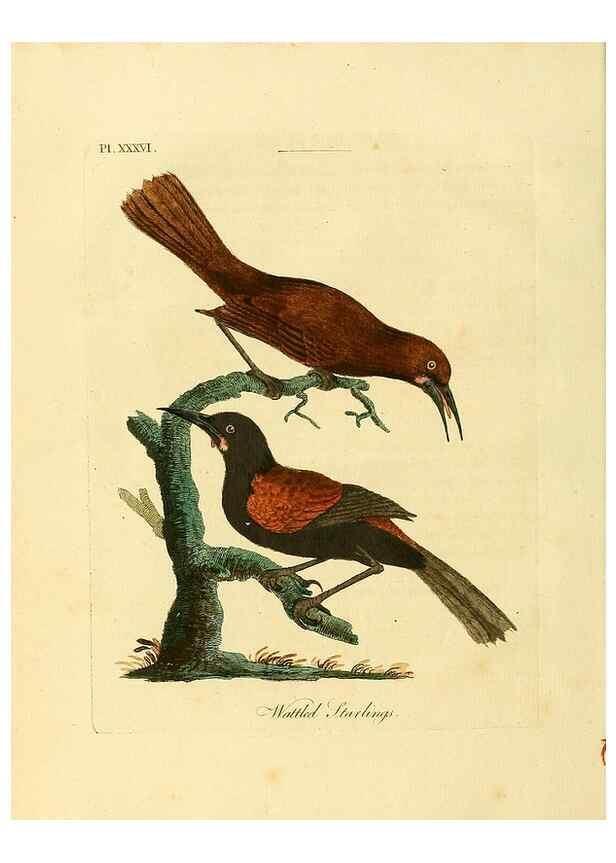 Reproducción/Reproduction 49757019167: A general synopsis of birds.. London :Printed for Benj. White,1781-1785.. 