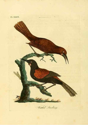 Reproducción/Reproduction 49757019167: A general synopsis of birds.. London :Printed for Benj. White,1781-1785.. 