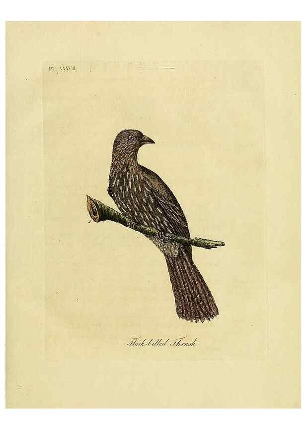 Reproducción/Reproduction 49756157498: A general synopsis of birds.. London :Printed for Benj. White,1781-1785.. 