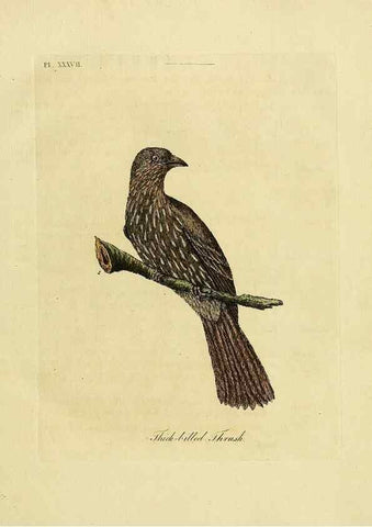 Reproducción/Reproduction 49756157498: A general synopsis of birds.. London :Printed for Benj. White,1781-1785.. 