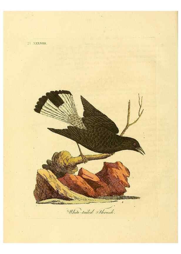 Reproducción/Reproduction 49756157923: A general synopsis of birds.. London :Printed for Benj. White,1781-1785.. 