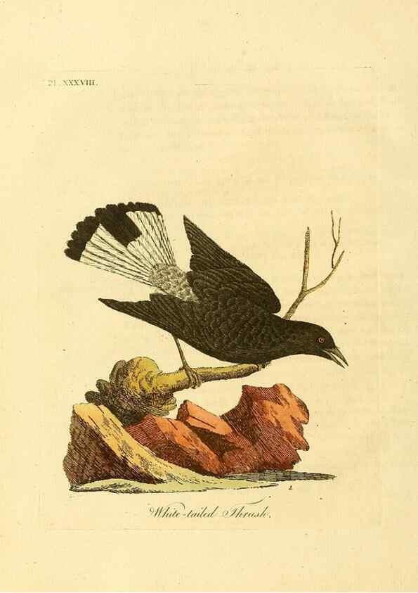 Reproducción/Reproduction 49756157923: A general synopsis of birds.. London :Printed for Benj. White,1781-1785.. 