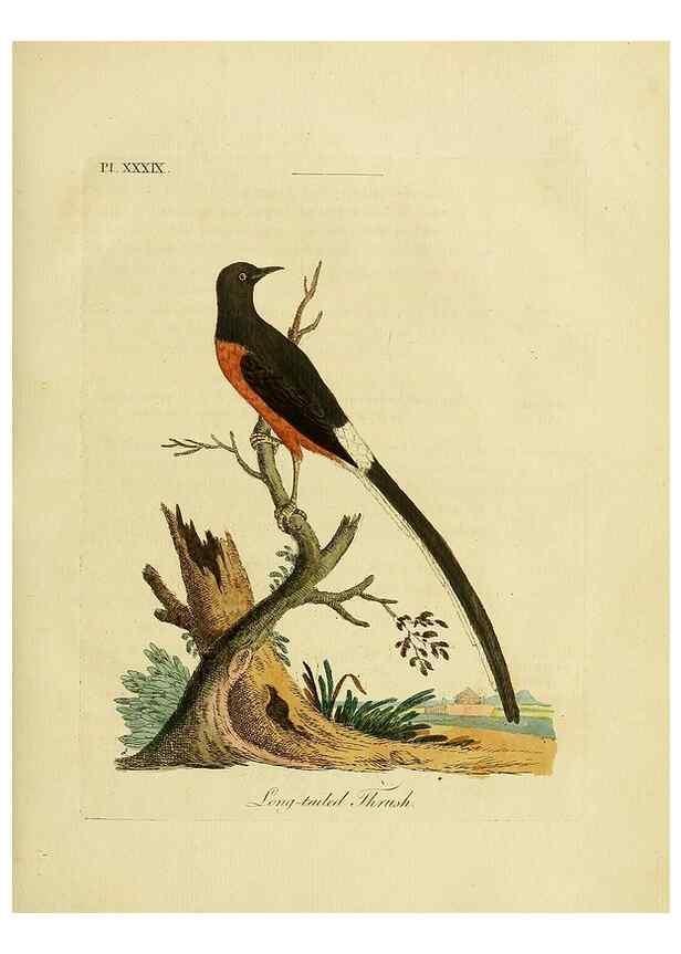 Reproducción/Reproduction 49756158173: A general synopsis of birds.. London :Printed for Benj. White,1781-1785.. 