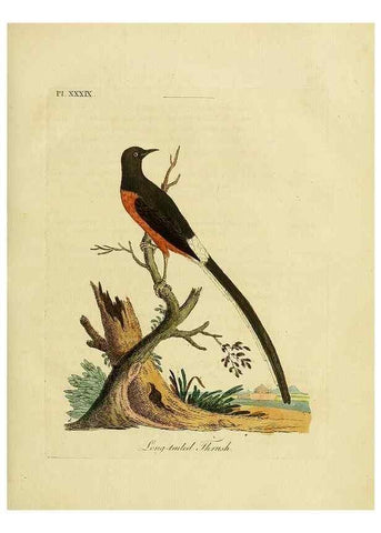 Reproducción/Reproduction 49756158173: A general synopsis of birds.. London :Printed for Benj. White,1781-1785.. 