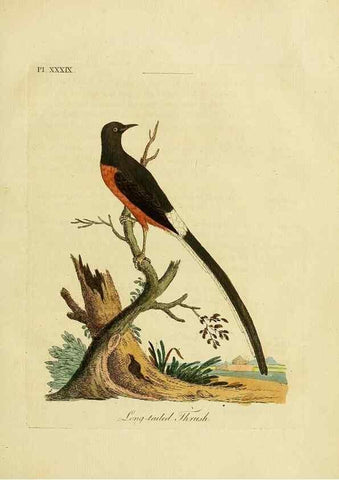 Reproducción/Reproduction 49756158173: A general synopsis of birds.. London :Printed for Benj. White,1781-1785.. 