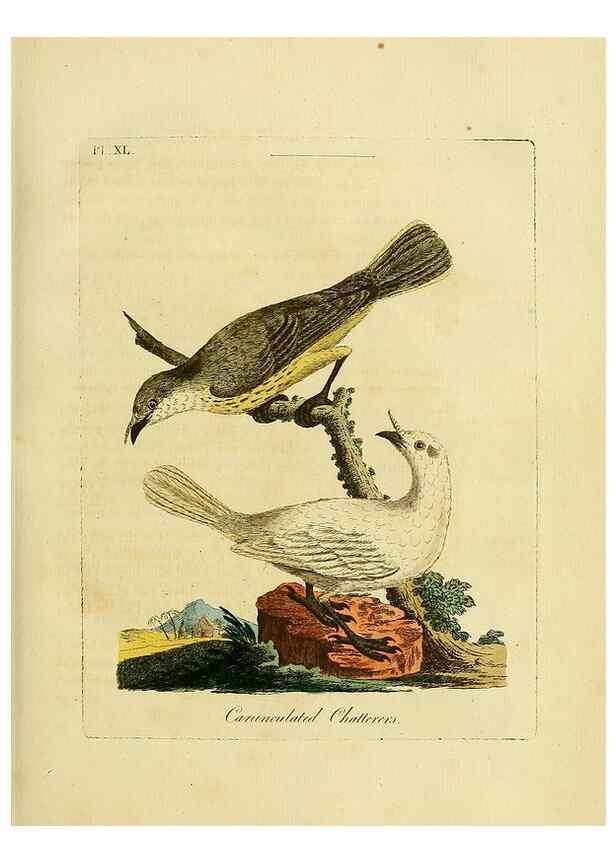 Reproducción/Reproduction 49756158383: A general synopsis of birds.. London :Printed for Benj. White,1781-1785.. 