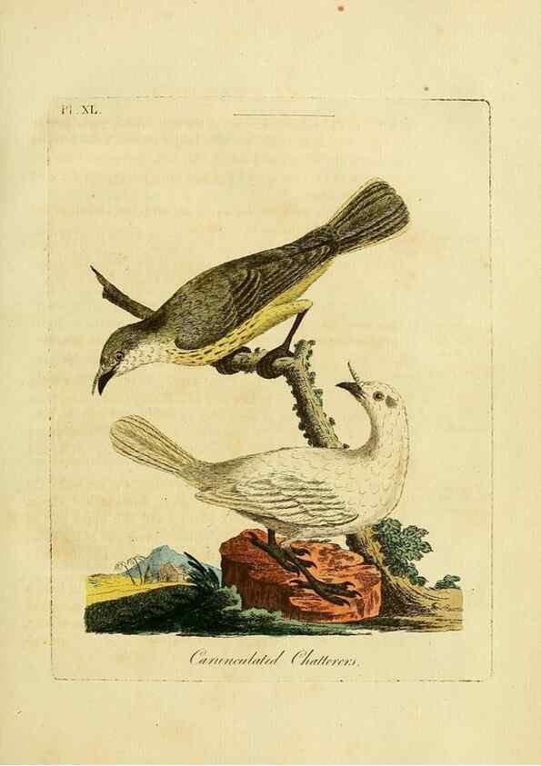 Reproducción/Reproduction 49756158383: A general synopsis of birds.. London :Printed for Benj. White,1781-1785.. 