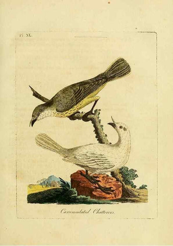 Reproducción/Reproduction 49756158383: A general synopsis of birds.. London :Printed for Benj. White,1781-1785.. 