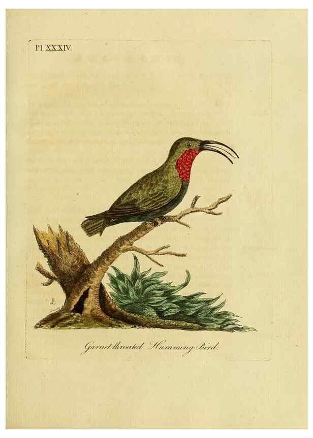 Reproducción/Reproduction 49755979533: A general synopsis of birds.. London :Printed for Benj. White,1781-1785.. 