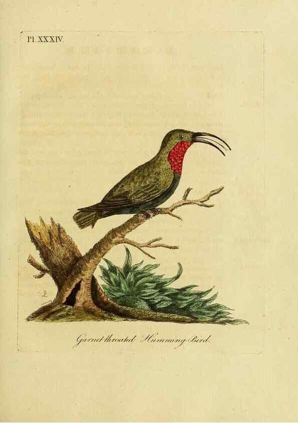 Reproducción/Reproduction 49755979533: A general synopsis of birds.. London :Printed for Benj. White,1781-1785.. 