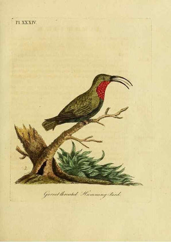 Reproducción/Reproduction 49755979533: A general synopsis of birds.. London :Printed for Benj. White,1781-1785.. 