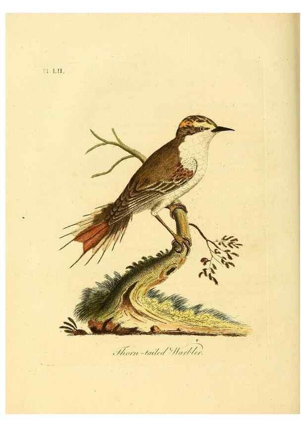 Reproducción/Reproduction 49756255508: A general synopsis of birds.. London :Printed for Benj. White,1781-1785.. 