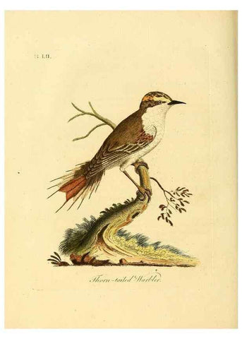 Reproducción/Reproduction 49756255508: A general synopsis of birds.. London :Printed for Benj. White,1781-1785.. 