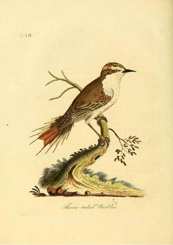 Reproducción/Reproduction 49756255508: A general synopsis of birds.. London :Printed for Benj. White,1781-1785.. 