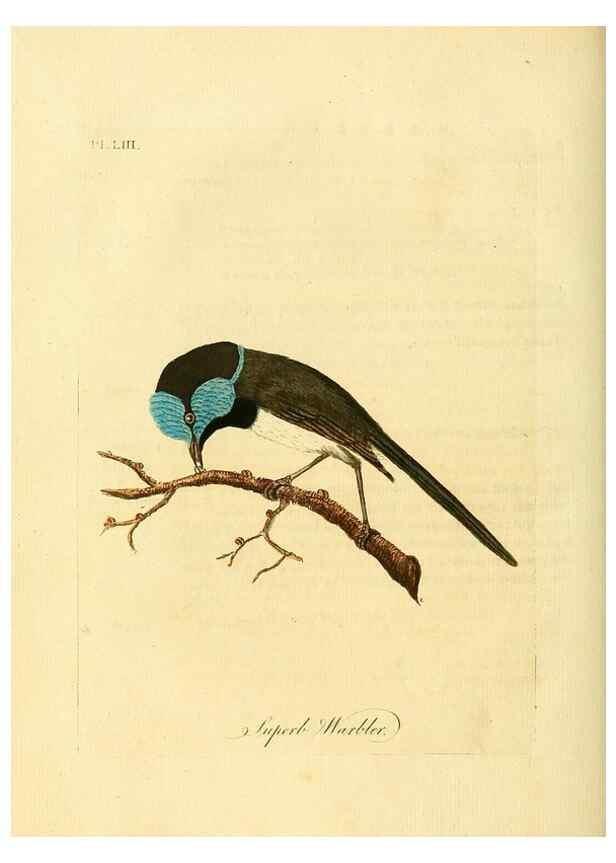 Reproducción/Reproduction 49756255763: A general synopsis of birds.. London :Printed for Benj. White,1781-1785.. 