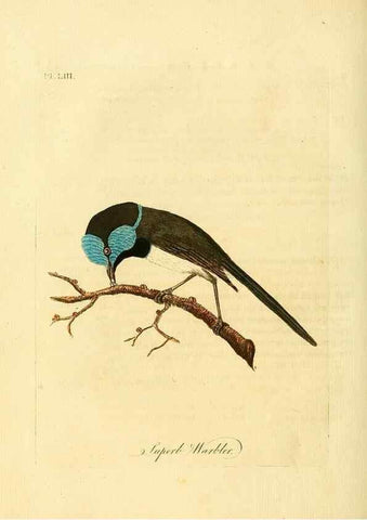 Reproducción/Reproduction 49756255763: A general synopsis of birds.. London :Printed for Benj. White,1781-1785.. 