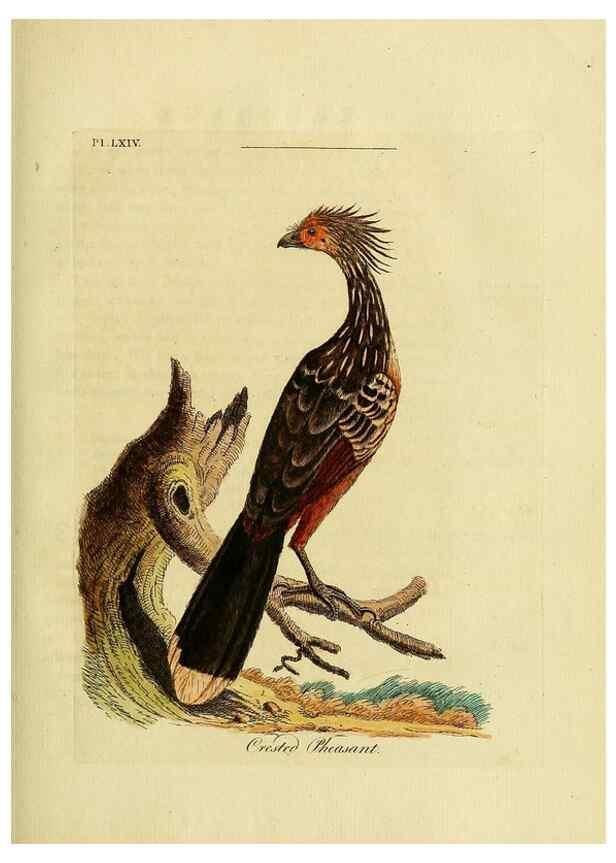 Reproducción/Reproduction 49757120252: A general synopsis of birds.. London :Printed for Benj. White,1781-1785.. 