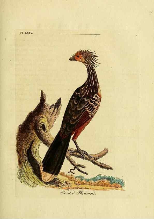 Reproducción/Reproduction 49757120252: A general synopsis of birds.. London :Printed for Benj. White,1781-1785.. 