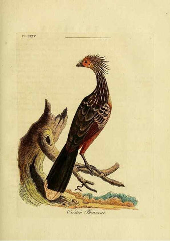 Reproducción/Reproduction 49757120252: A general synopsis of birds.. London :Printed for Benj. White,1781-1785.. 
