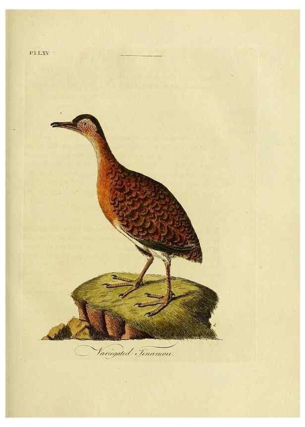 Reproducción/Reproduction 49756787211: A general synopsis of birds.. London :Printed for Benj. White,1781-1785.. 