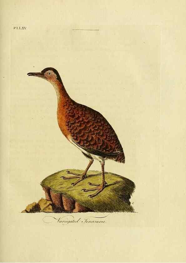 Reproducción/Reproduction 49756787211: A general synopsis of birds.. London :Printed for Benj. White,1781-1785.. 