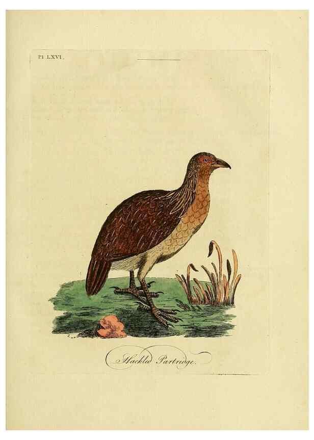 Reproducción/Reproduction 49756787456: A general synopsis of birds.. London :Printed for Benj. White,1781-1785.. 