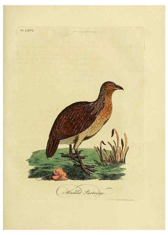 Reproducción/Reproduction 49756787456: A general synopsis of birds.. London :Printed for Benj. White,1781-1785.. 