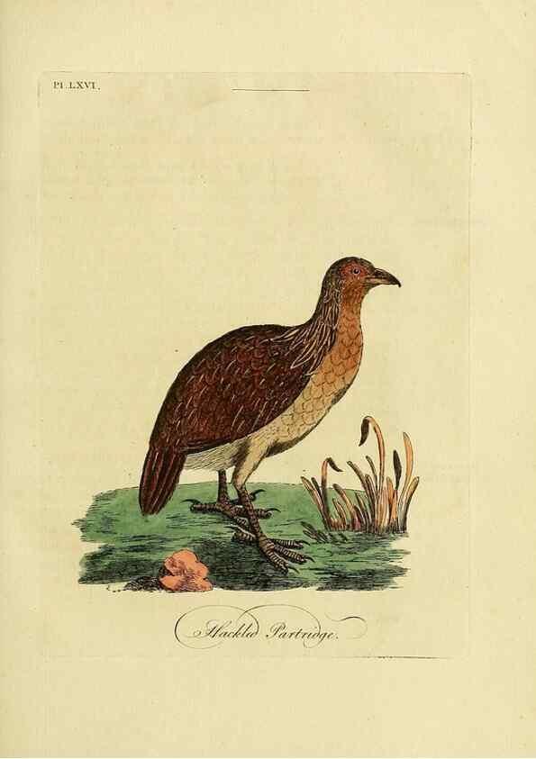 Reproducción/Reproduction 49756787456: A general synopsis of birds.. London :Printed for Benj. White,1781-1785.. 
