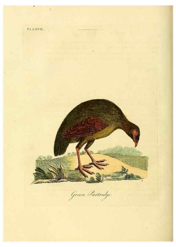 Reproducción/Reproduction 49757121187: A general synopsis of birds.. London :Printed for Benj. White,1781-1785.. 